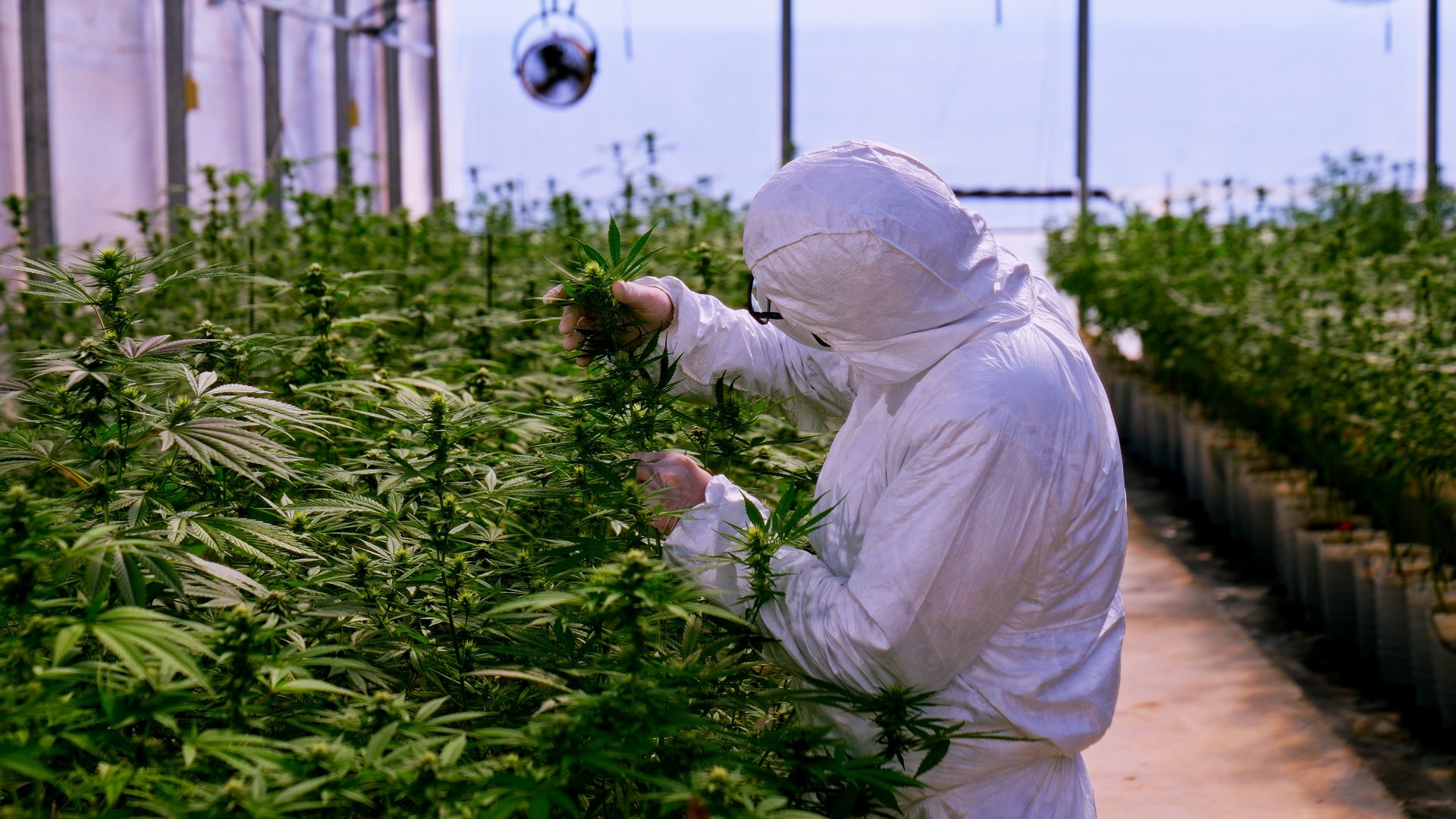 Técnico realizando control de calidad en el cultivo